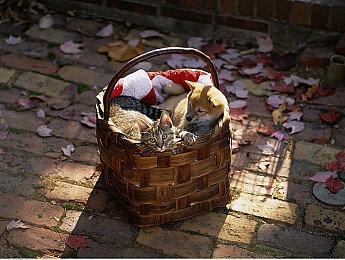 《GTA OL》Mod威力大 疯狂多元宇宙乱入洛圣都