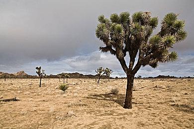 《百战天虫：末日浩劫 周年纪念版》通过评级 登陆多平台